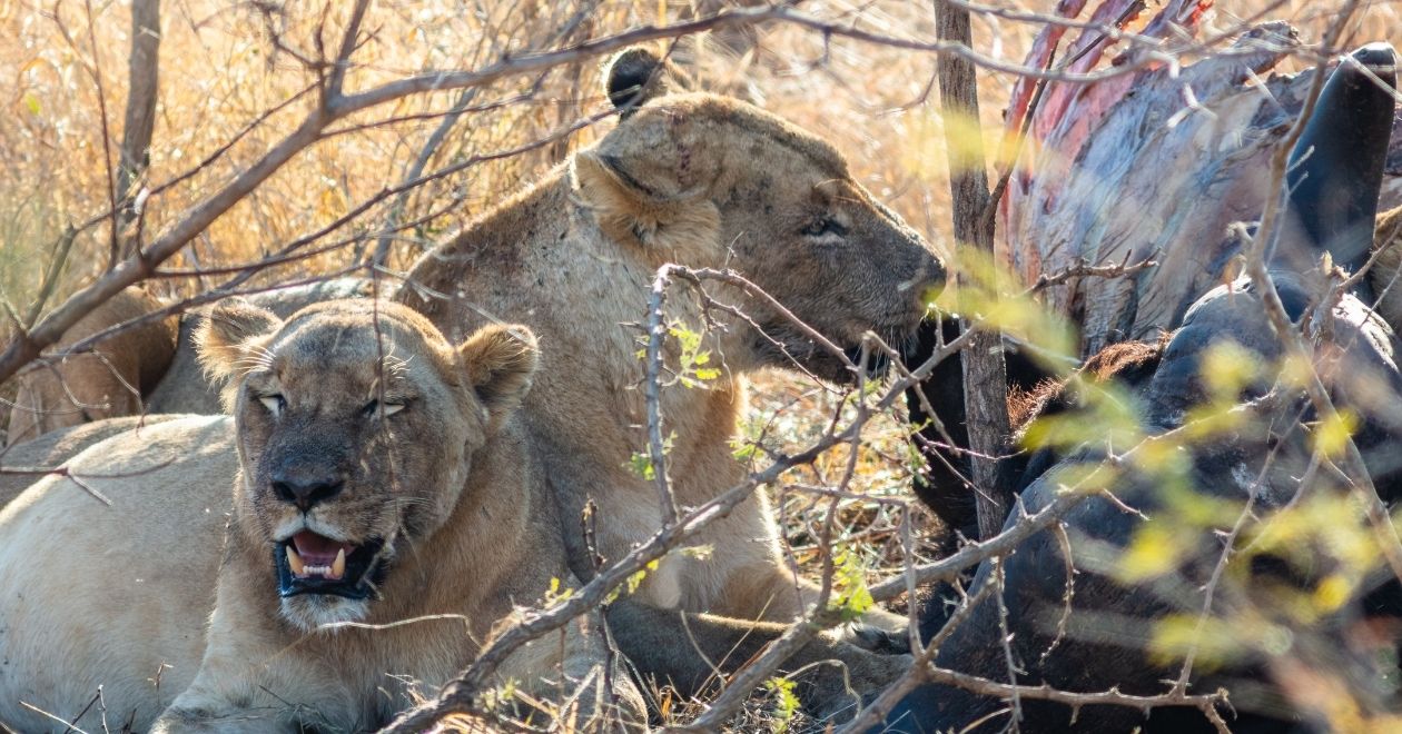 Parque Nacional Kruger