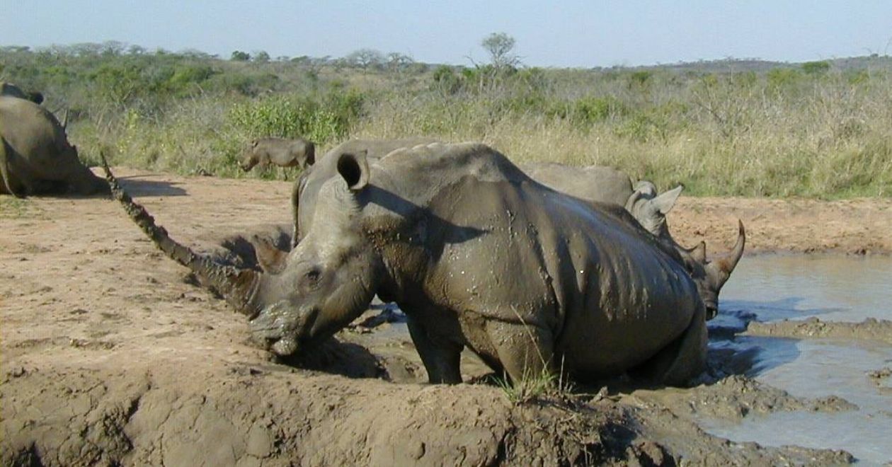 Parque Nacional Hluhluwe-Imfolozi