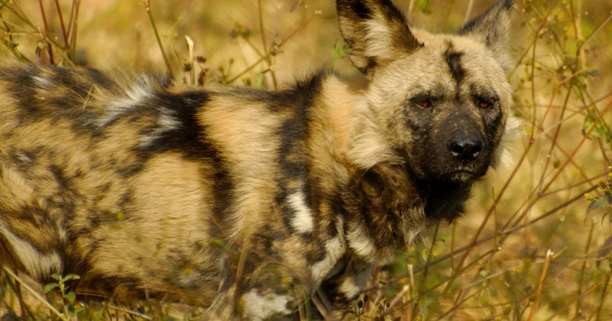 Parque Nacional Madikwe