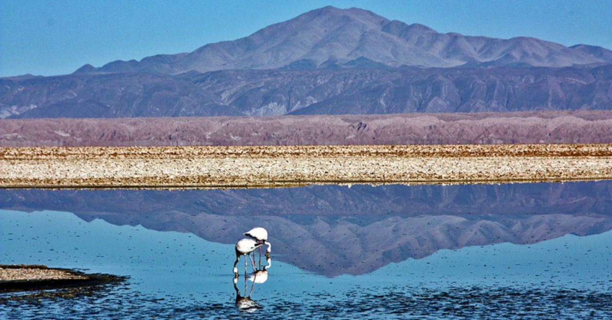 Salar de Atacama e Laguna Chaxa