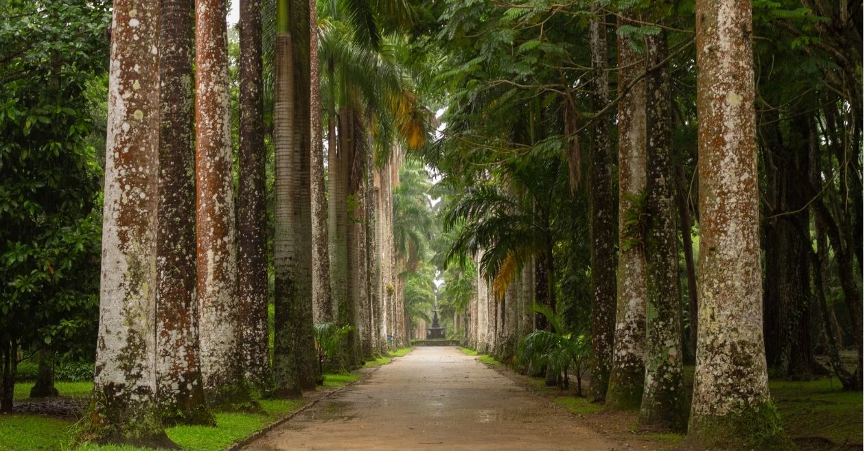 Jardim Botânico do Rio de Janeiro